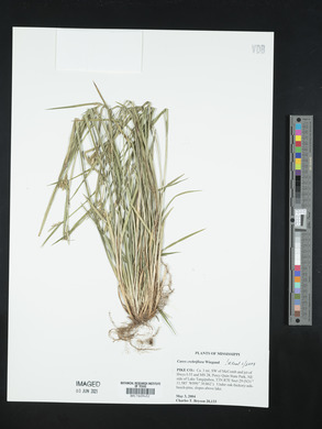 Carex crebriflora image