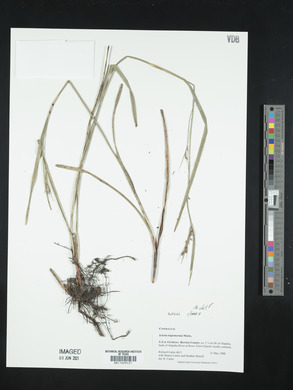 Scleria triglomerata image