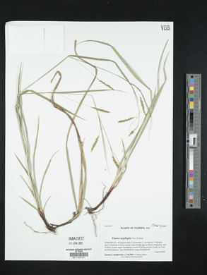 Carex oxylepis image