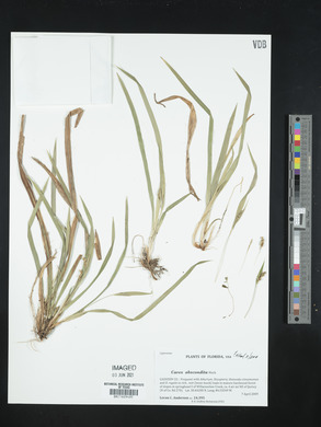 Carex abscondita image