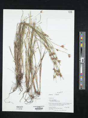 Scleria ciliata image