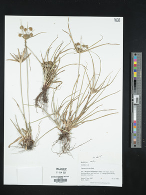 Cyperus croceus image