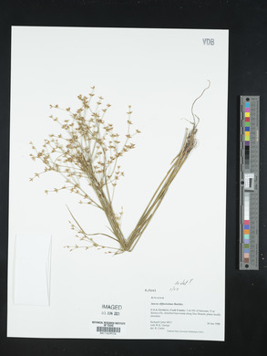 Juncus diffusissimus image