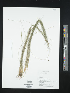 Eleocharis tortilis image