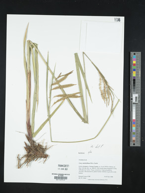 Carex mitchelliana image