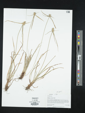 Kyllinga odorata image
