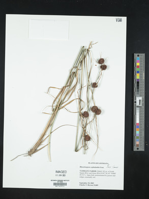 Rhynchospora cephalantha image