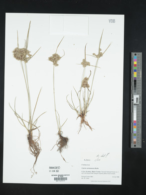 Cyperus surinamensis image