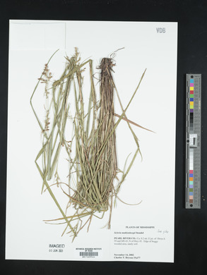 Scleria muehlenbergii image