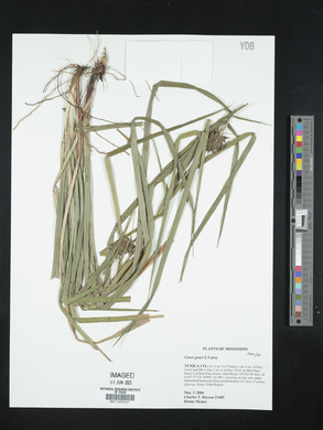 Carex grayi image