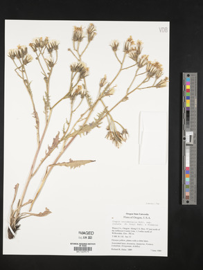 Crepis occidentalis subsp. costata image