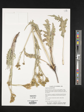 Crepis acuminata image