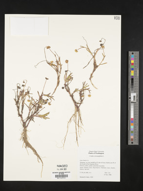 Cotula coronopifolia image