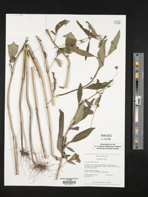Coreopsis pubescens image