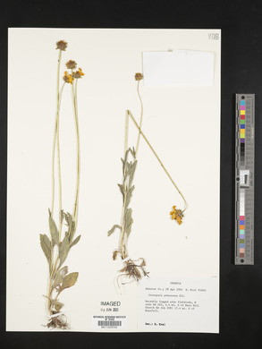 Coreopsis pubescens image