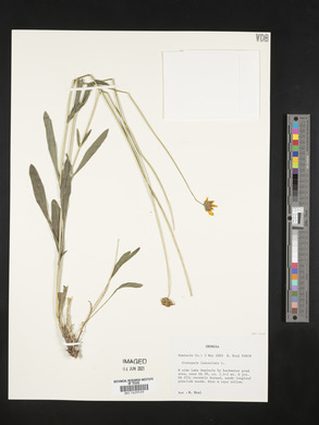 Coreopsis lanceolata image