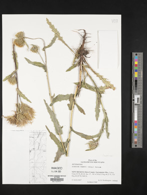 Cirsium parryi image