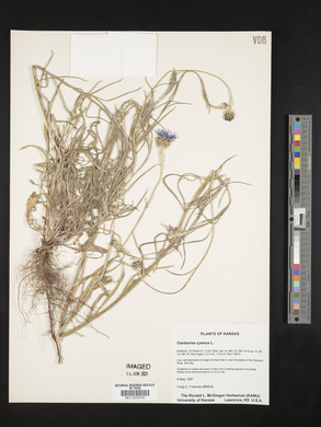 Centaurea cyanus image