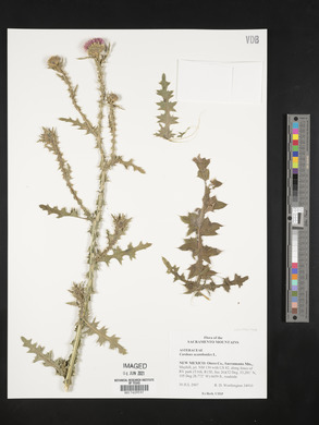 Carduus acanthoides image