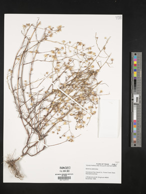 Boltonia asteroides image