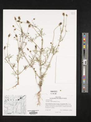 Bidens tenuisecta image