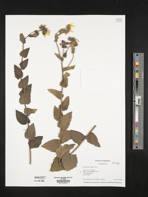 Berlandiera texana image