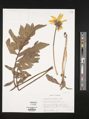 Balsamorhiza macrophylla image