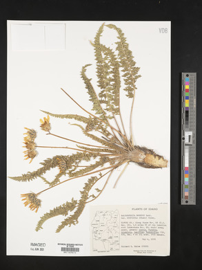 Balsamorhiza hispidula image