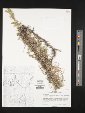 Artemisia ludoviciana subsp. mexicana image