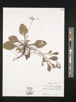 Antennaria plantaginea image