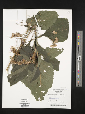 Eutrochium purpureum image