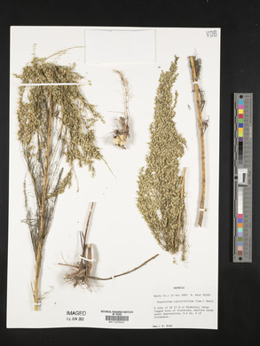 Eupatorium capillifolium image