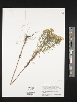 Euthamia caroliniana image