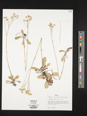Erigeron vernus image