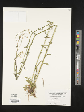 Erigeron strigosus var. strigosus image