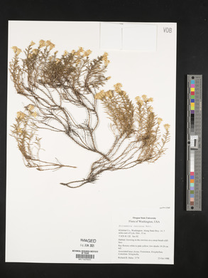 Ericameria resinosa image