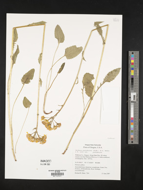 Packera pseudaurea image