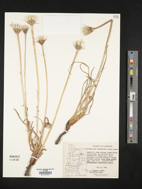 Nothocalais troximoides image