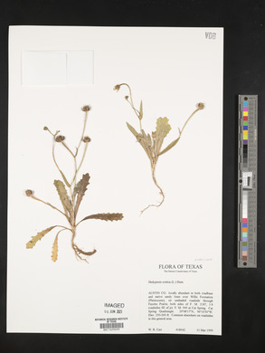 Hedypnois cretica image