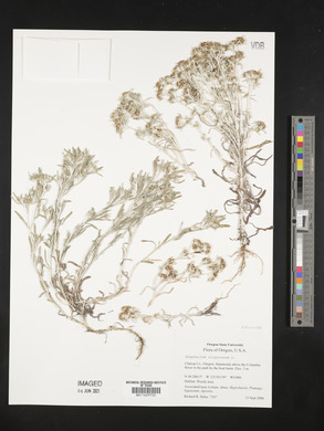 Gnaphalium uliginosum image