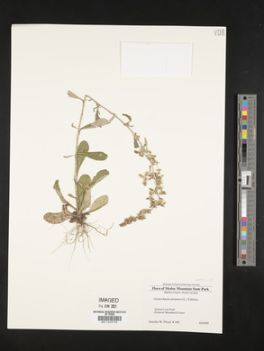 Gamochaeta purpurea image