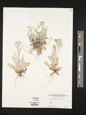 Gamochaeta purpurea image