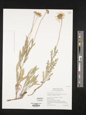 Gaillardia aristata image
