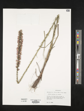 Liatris spicata image