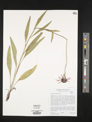Echinacea sanguinea image