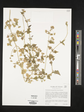 Fleischmannia incarnata image