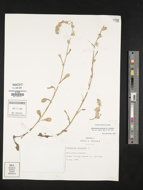 Gamochaeta purpurea image