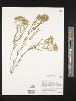 Gymnosperma glutinosum image