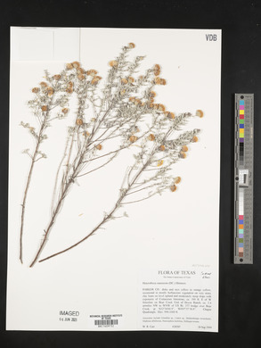Heterotheca canescens image