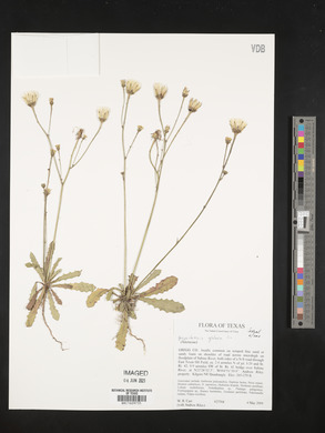Hypochaeris glabra image